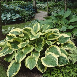 Хоста Hosta Twillight